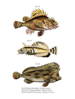 Scorpion Fish (colour litho)