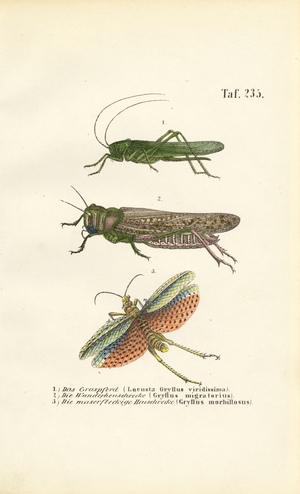 Great Green Bush-cricket, Migratory Locust and Red-winged Grasshopper, 1850 (lithography)