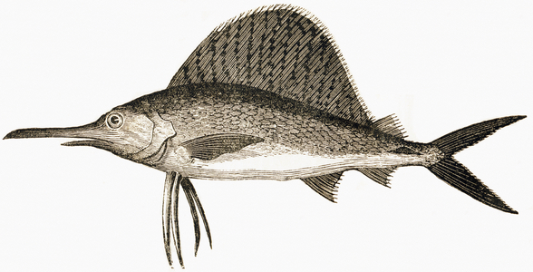 : The common swordfish, or Sailboat, 1892 (engraving)