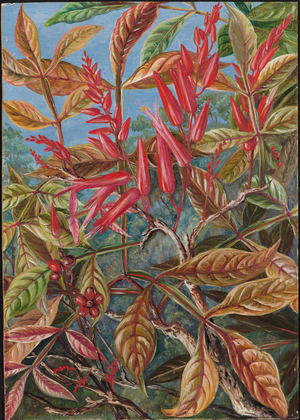 Bitter wood in flower and fruit, painted at Sarawak, 1876 (oil on board)