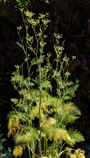 Flowers of fennel in a garden (photo)
