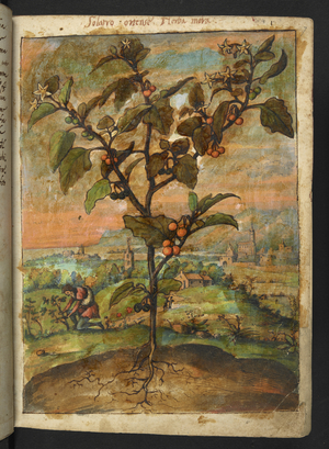 A plant with orange fruit.