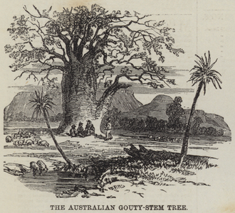The Australian Gouty-Stem Tree (engraving)