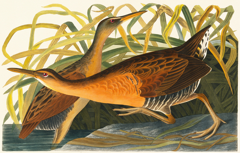 Rallus elegans, king rail, Plate 203 from John James Audubon's Birds of America, original double elephant folio, 1827-30 (hand-coloured aquatint)