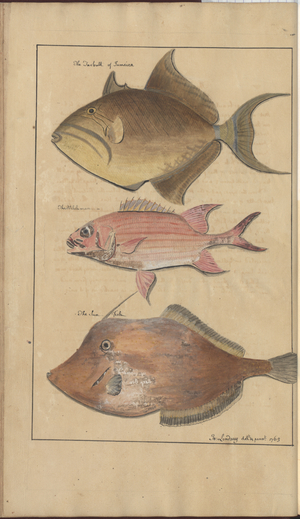 Lindsay Drawings Vol. VII, 6, 1760-1780s (w/c on paper)