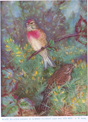 Cock Linnet, illustration from 'British Birds' by Kirkman & Jourdain, 1966 (colour litho)