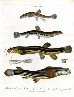 Cobitis: Various Loach Species, 1810 (print)