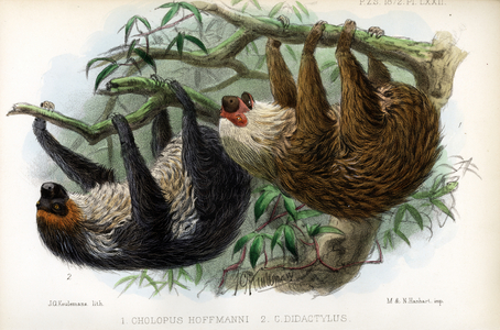 Hoffmann's Two-toed and Two-toed Sloth (print)