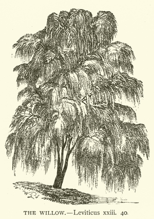 The Willow, Leviticus, xxiii, 40 (engraving)