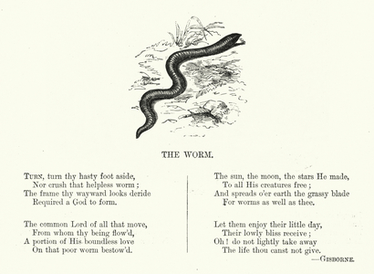 The Worm (engraving)