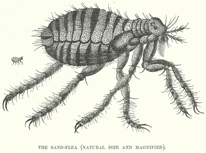 The Sand-Flea (Natural Size and Magnified) (engraving)