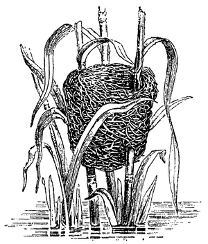 Reed Warbler: Nest