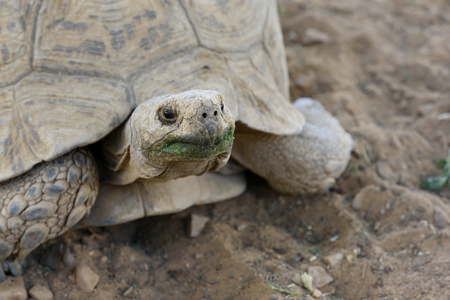 Tortoise (photo)