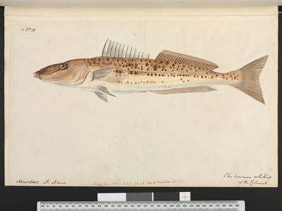The common whiting