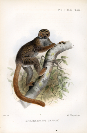 Woolly Lemur (print)