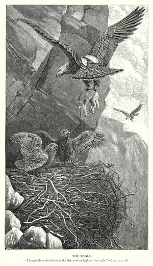 The Eagle (engraving)