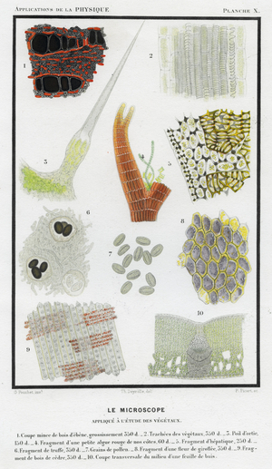 Vegetable objects viewed under the microscope. 1874.