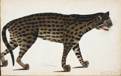 Fishing Cat
'Felis viverrinus'