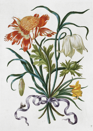 Illustration from 'Neues Blumenbuch', 1680 (hand-coloured engraving)