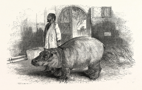The Behemoth, or Hippopotamus