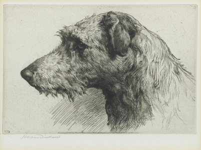 Scottish Deerhound (engraving)