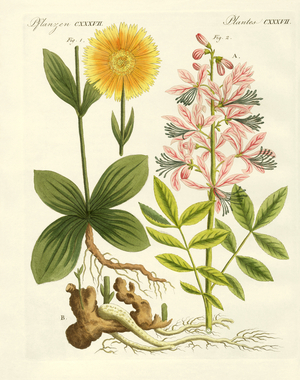Medical plants (coloured engraving)