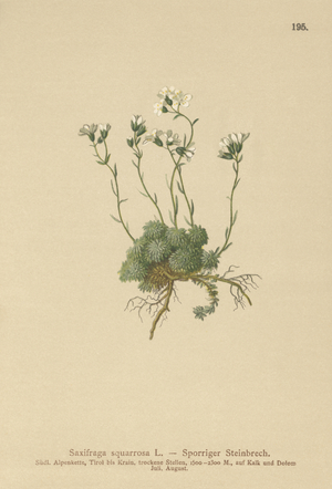 Dolomites Saxifrage (Saxifraga squarrosa) (colour litho)
