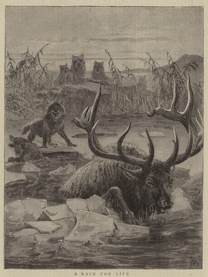 Wild Animal Life, a Race for Life (engraving)