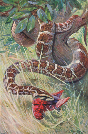 Indian Python, from Wildlife of the World published by Frederick Warne & Co, c.1900 (colour litho)
