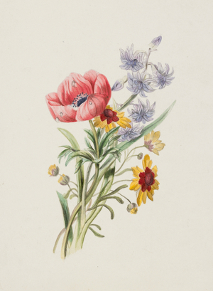 Study of wild flowers, c.1870 (w/c over pencil on paper)