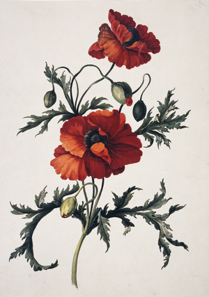 Papaver orientale