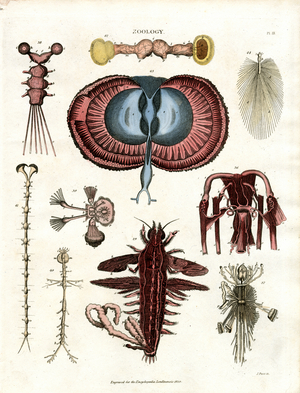 Zoology Pl. III: Anatomical Illustrations of Various Invertebrate Animals, 1810 (print)