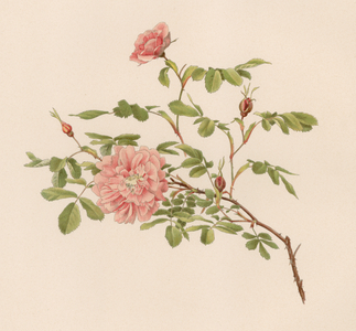 English Rose (colour litho)