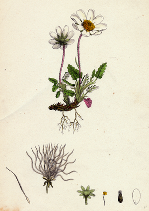 Dryas Octopetala Mountain Avens