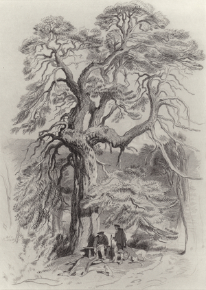 Under the Old Fir Tree (engraving)
