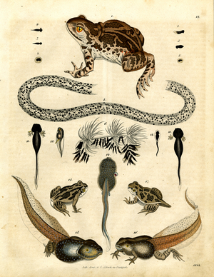 Developmental Stages of Amphibians (hand-coloured litho)