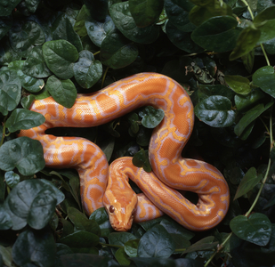 aurmese python albino (photo)