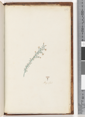 Page 261. Unidentified plant (w/c)