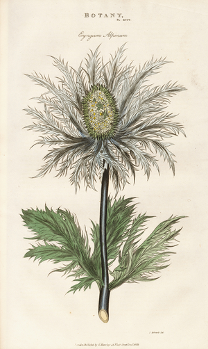 Alpine Sea Holly (Eryngium alpinum), 1813 (engraving)