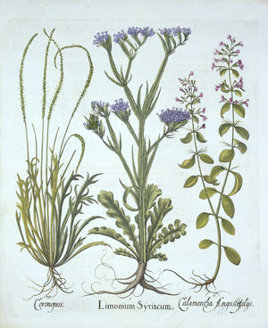 Sea Lavender, Swine Cress, Calamint, from 'Hortus Eystettensis', by Basil Besler (1561-1629), pub. 1613 (hand-coloured engraving)