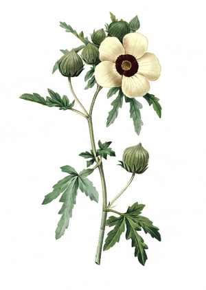 Flower-of-an-hour (Hibiscus trionum), also called hour rose mallow