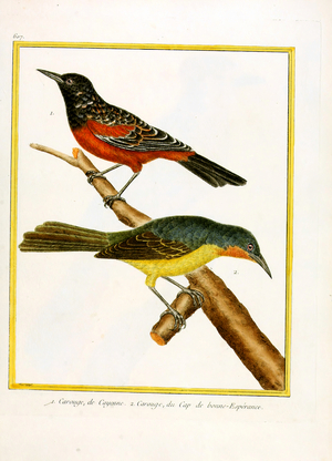 Cayenne Shrike and Cape of Good Hope Shrike (print)
