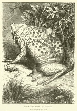 Female Surinam Toad (Pipa Americana), showing Cells in the Back (engraving)