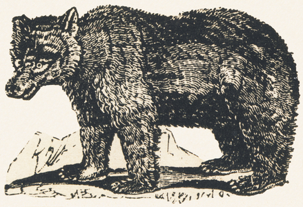 Bear, 1850 (engraving)