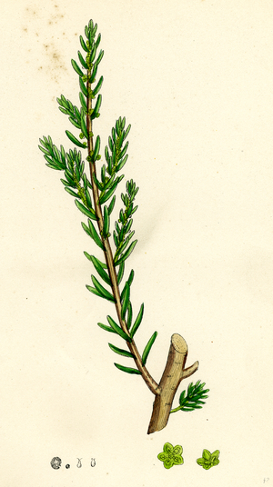 Suaeda Fruticosa Shrubby Sea-Blite