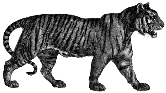 Bengal tiger