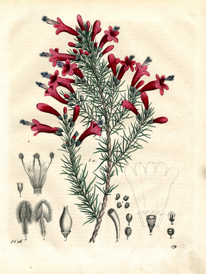 Ornamental Thistle with Anatomical Details (hand-coloured engraving)