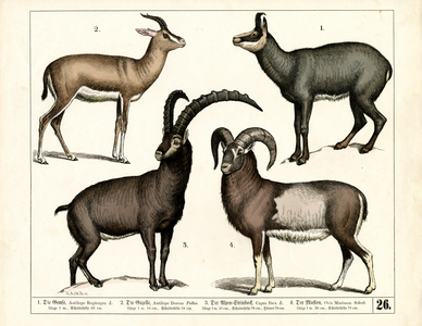 Chamois, Gazelle, Ibex and Mouflon, 1858 (lithography)