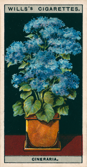 Flower culture in pots: Star Cineraria (chromolitho)