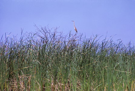 Heron in the the Danube-delta, Romania (photo)